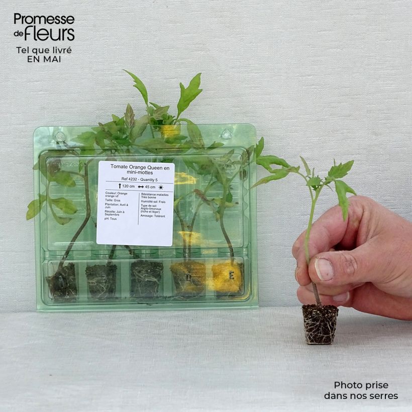Example of Tomate Orange Queen Mini-Plug Ø 3/4 cm as you get in printemps
