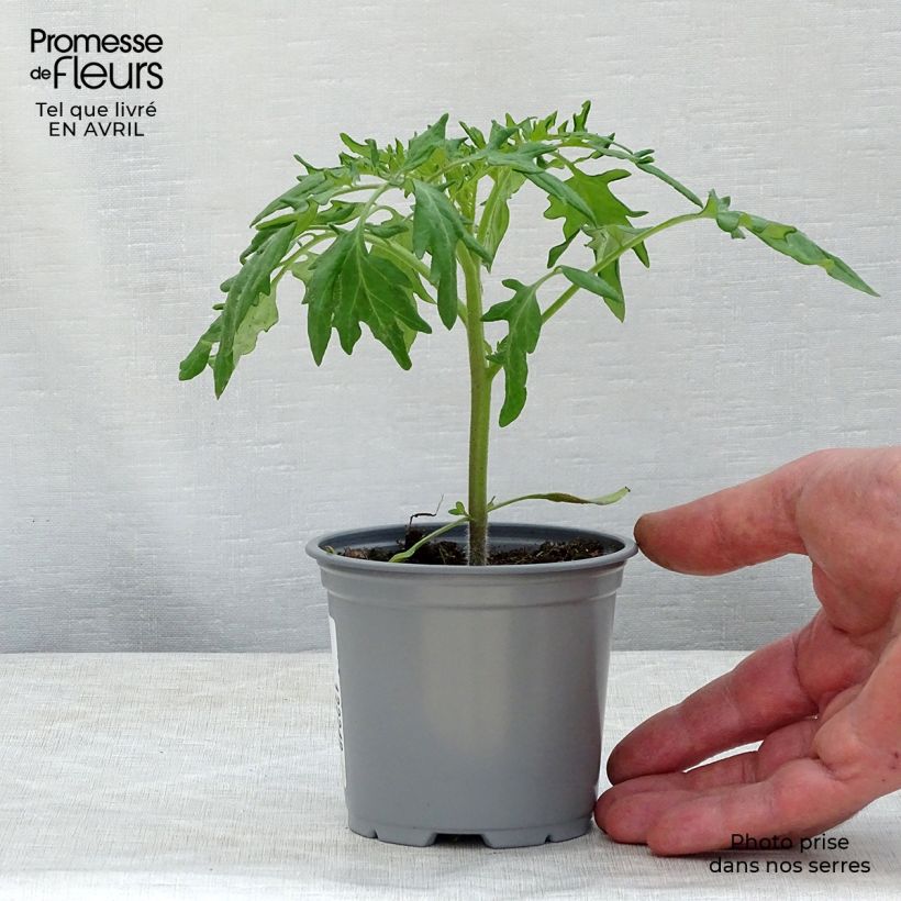 Example of Tomate Orange Queen Kleine Töpfe von 8/9 cm as you get in printemps