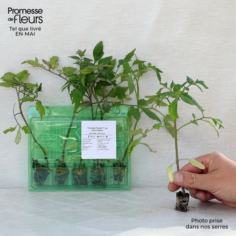 Example of Tomate Paola F1 (Pflanzen) Mini-Plug Ø 3/4 cm as you get in printemps