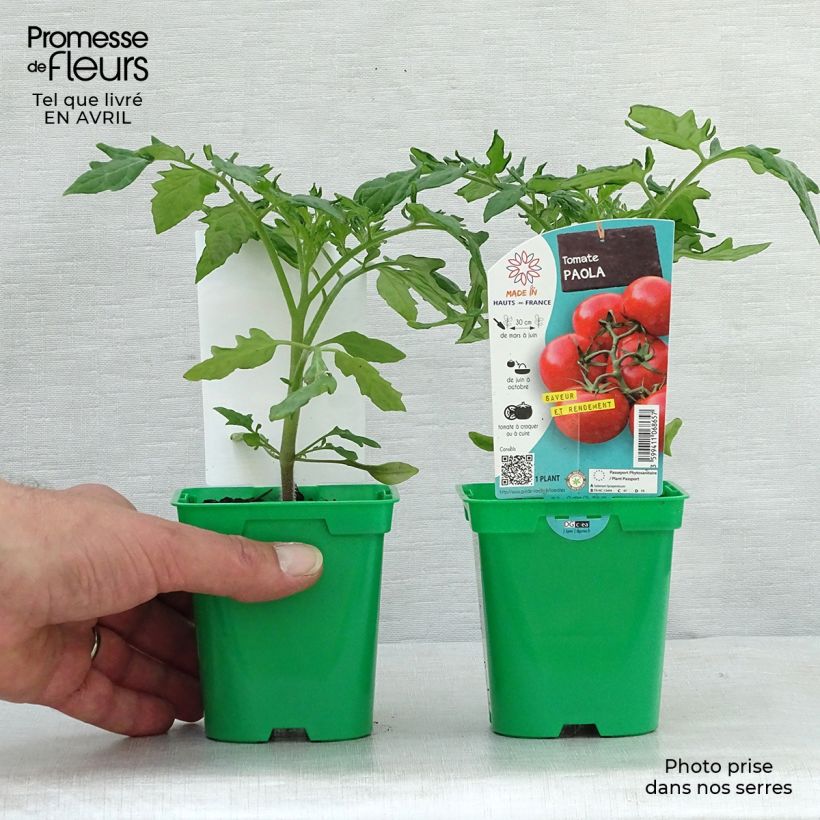 Example of Tomate Paola F1 (Pflanzen) Topf 10 cm/11cm as you get in printemps