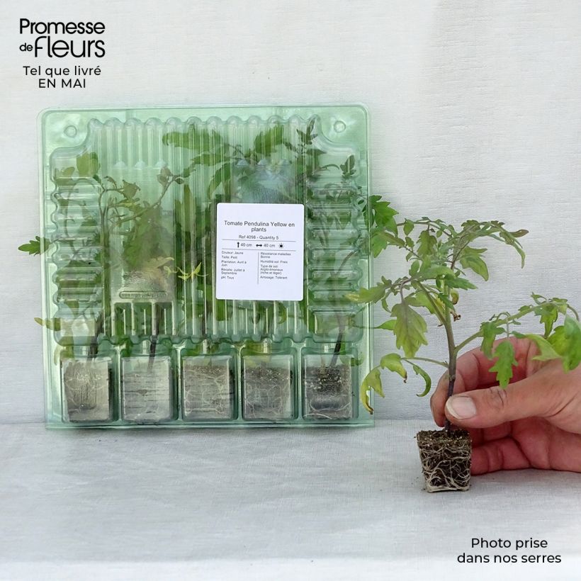 Example of Tomate Pendulina Yellow Mini-Plug Ø 3/4 cm as you get in printemps