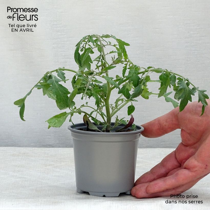 Example of Tomate Pendulina Yellow Kleine Töpfe von 8/9 cm as you get in printemps