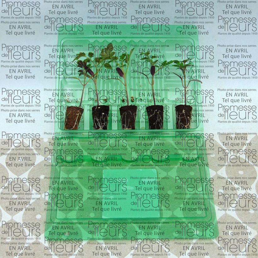 Example of Kirschtomate Pepe (Pflanzen) Mini-Plug Ø 3/4 cm as you get