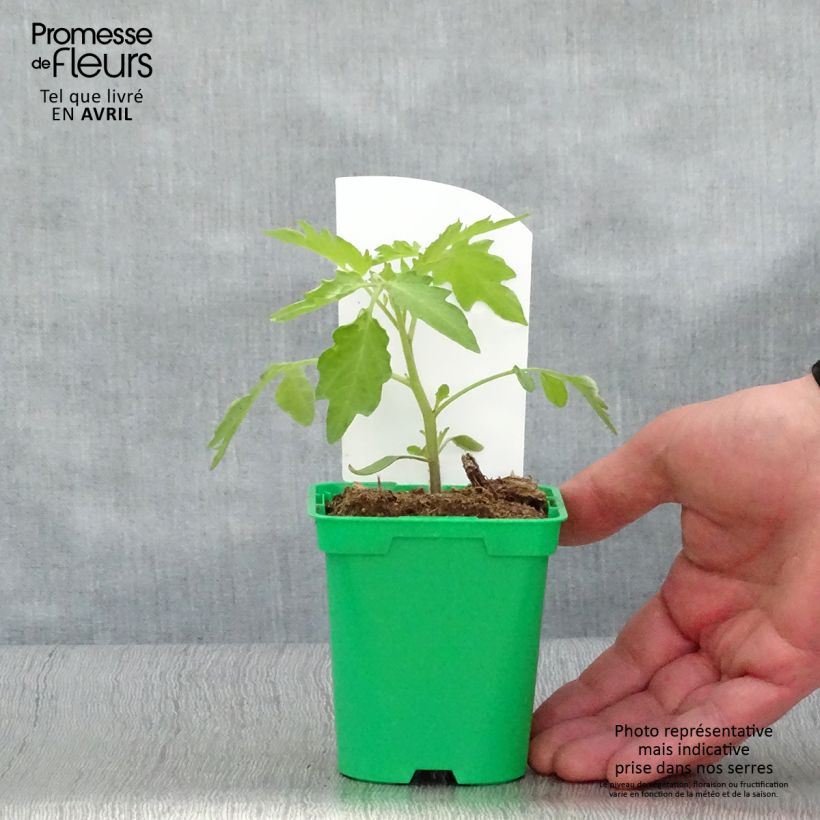 Example of Kirschtomate Poire jaune (Pflanzen) Topf 10 cm/11cm as you get in printemps