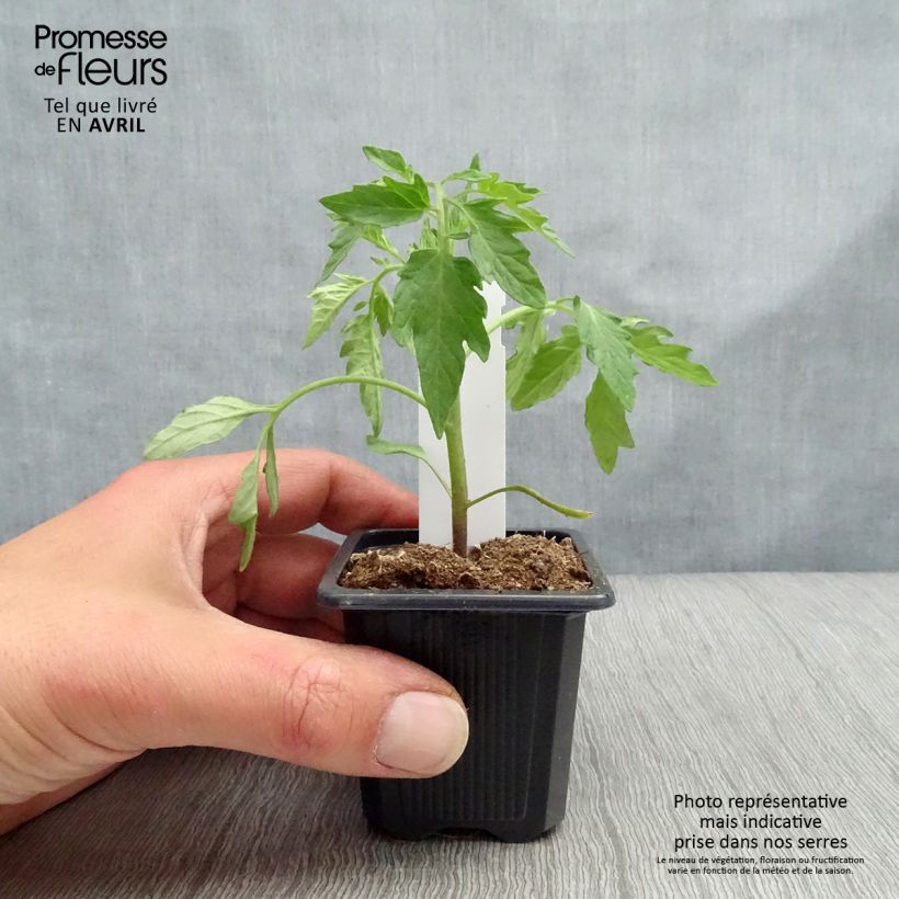 Example of Tomate Premio (Pflanzen) Kleine Töpfe von 7/8 cm as you get in printemps