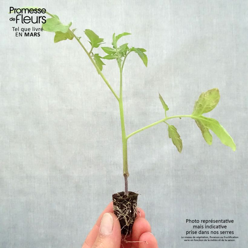 Example of Tomate Previa (Veredelte Tomate) Mini-Plug Ø 1,5/2,5 cm as you get in printemps
