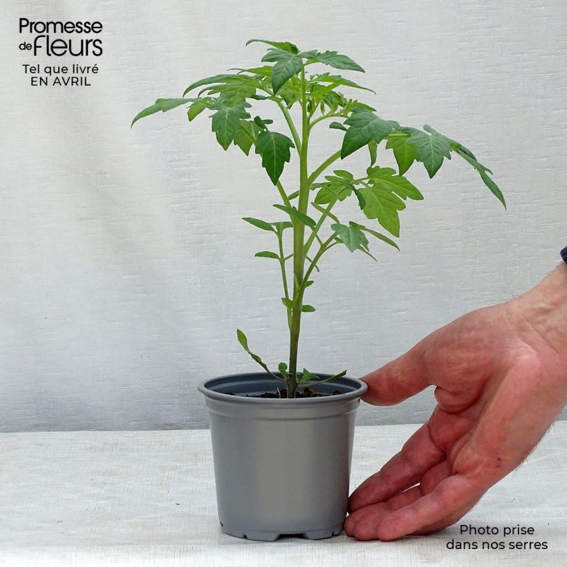 Example of Tomate Prune noire Kleine Töpfe von 8/9 cm as you get in printemps