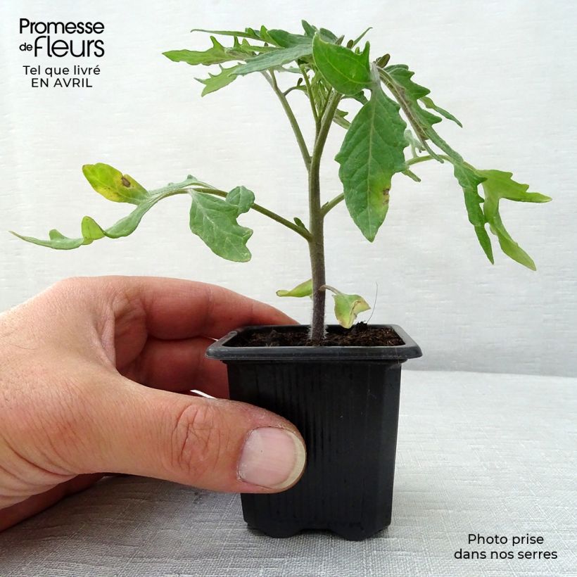 Example of Tomate Pyros (Pflanzen) Kleine Töpfe von 7/8 cm as you get in printemps