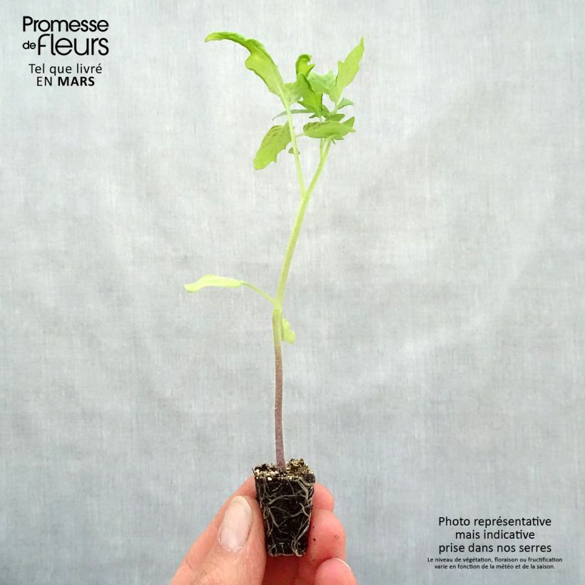 Example of Tomate Pyros (Pflanzen) Mini-Plug Ø 3/4 cm as you get in printemps