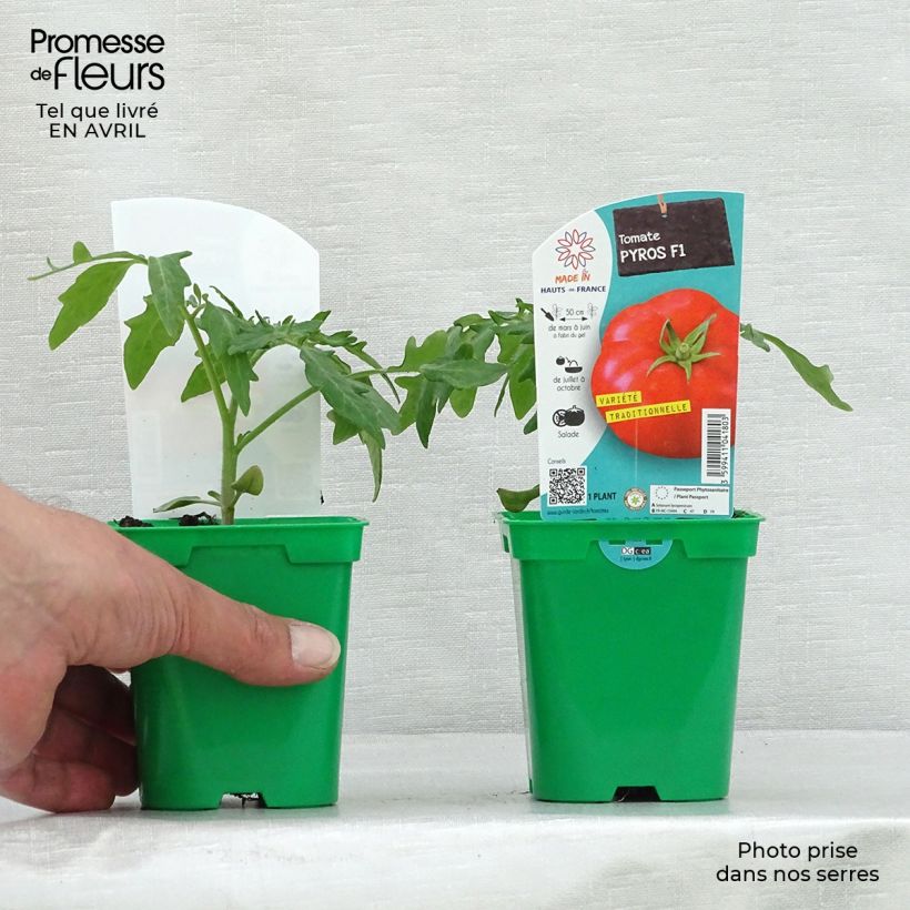 Example of Tomate Pyros (Pflanzen) Topf 10 cm/11cm as you get in printemps