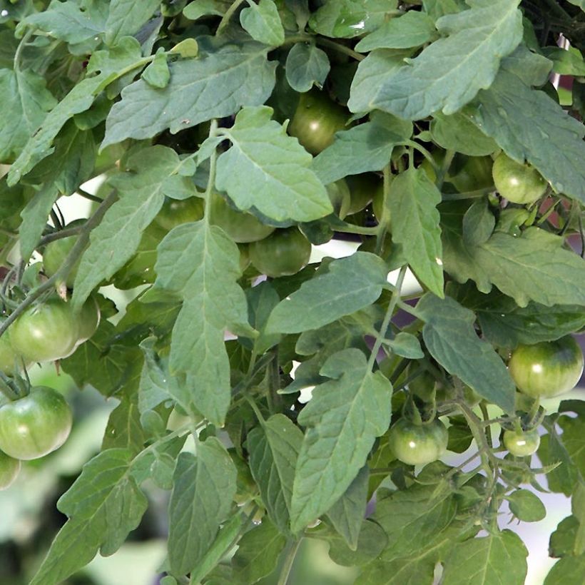 Kirschtomate Red Profusion F1 (Laub)