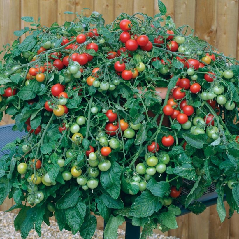 Kirschtomate Red Profusion F1 (Hafen)