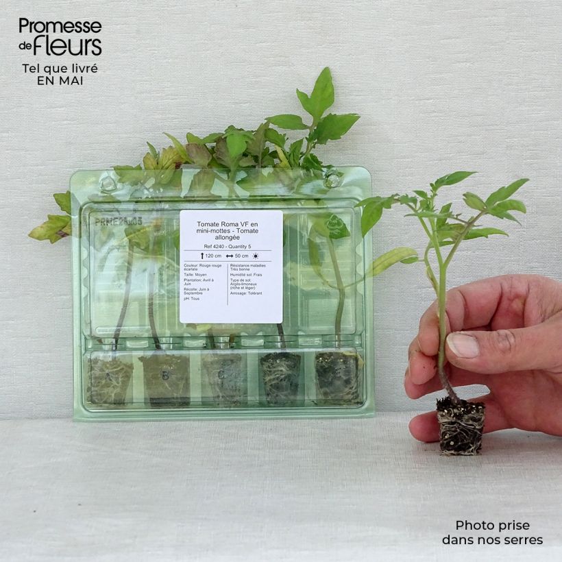 Example of Tomate Roma Mini-Plug Ø 3/4 cm as you get in printemps