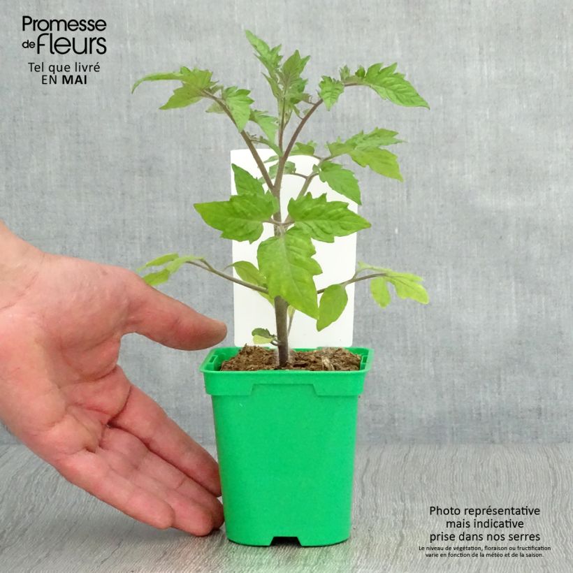 Example of Tomate Roma Topf 10 cm/11cm as you get in printemps
