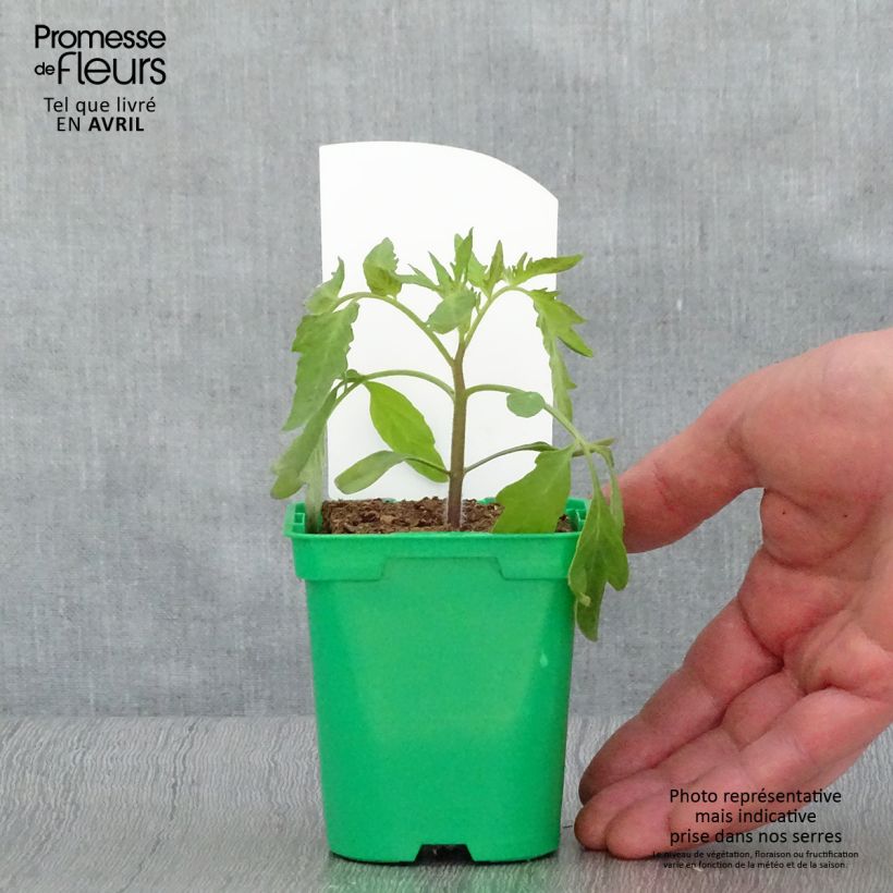 Example of Tomate Russe rouge (Pflanzen) Topf 10 cm/11cm as you get in printemps