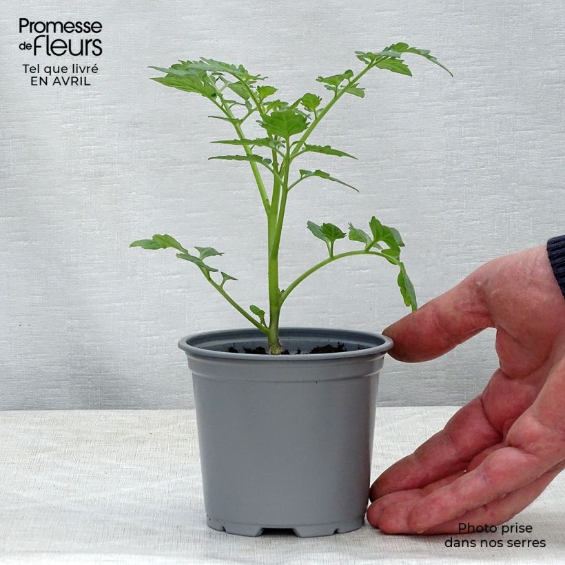 Example of Kirschtomate Santonio F1 (Veredelte Tomate) Kleine Töpfe von 8/9 cm as you get in printemps