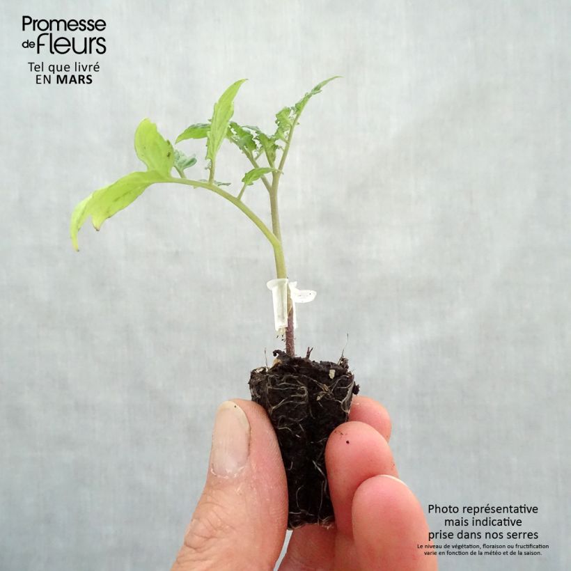 Example of Kirschtomate Santonio F1 (Veredelte Tomate) Mini-Plug Ø 3/4 cm as you get in printemps