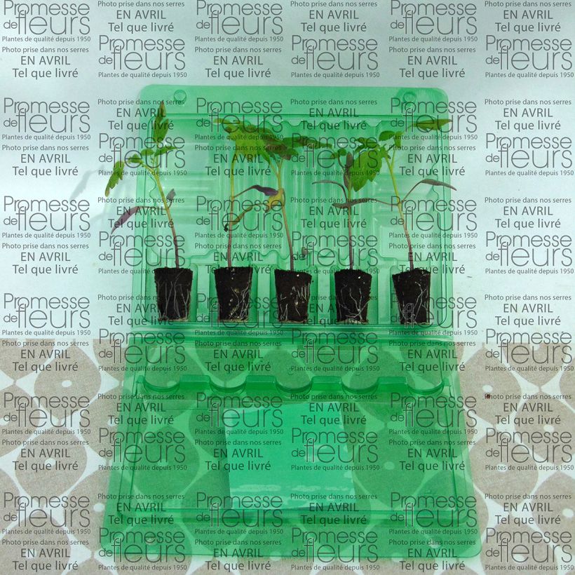 Example of Kirschtomate Stargold F1 Mini-Plug Ø 3/4 cm as you get
