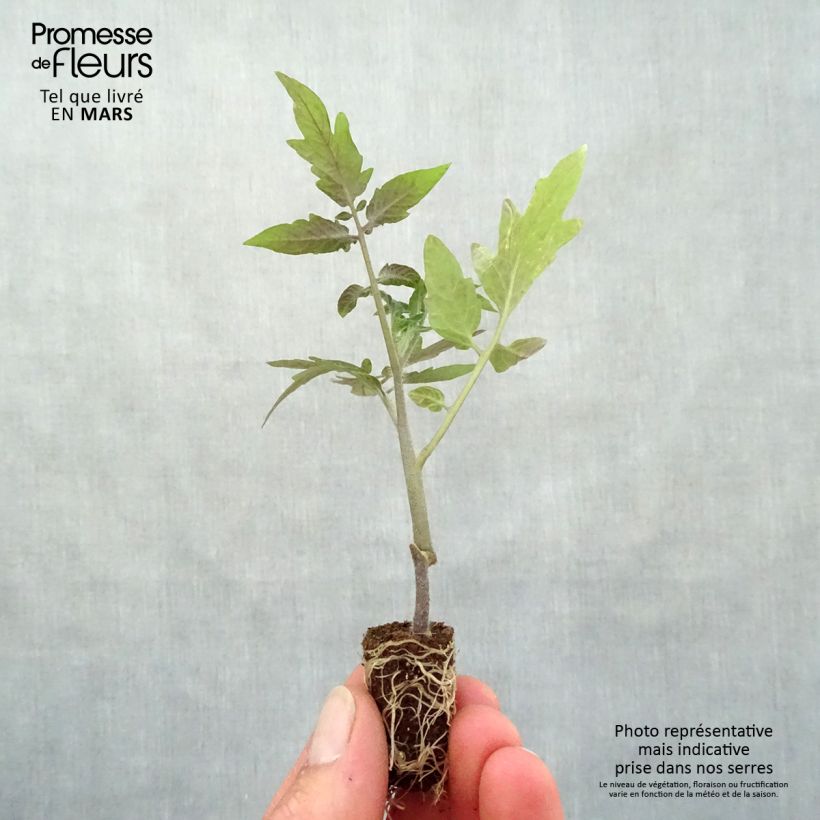 Example of Kirschtomate Sturdy Grace F1 Mini-Plug Ø 1,5/2,5 cm as you get in printemps