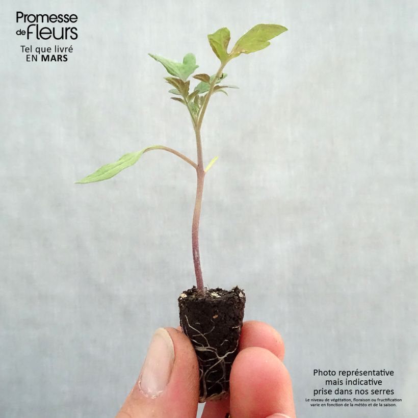 Example of Tomate Tomande F1 Bio Mini-Plug Ø 1,5/2,5 cm as you get in printemps