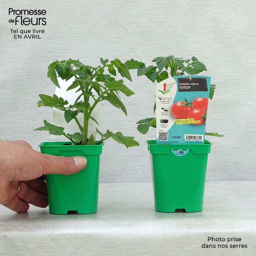Example of Tomate Totem F1 Topf 10 cm/11cm as you get in printemps