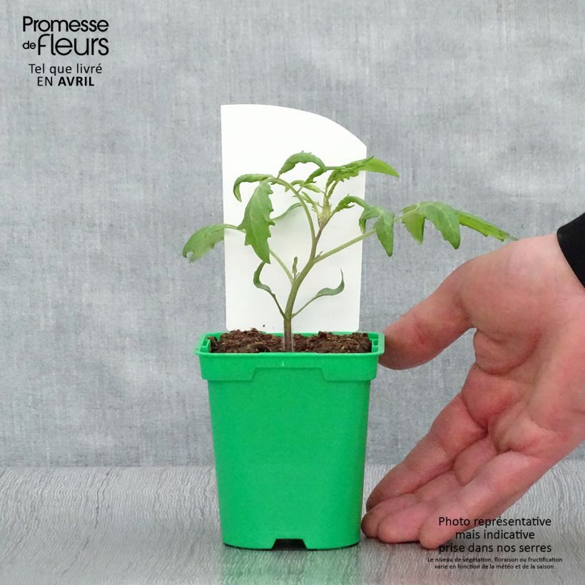 Example of Kirschtomate Trilly (Pflanzen) Topf 10 cm/11cm as you get in printemps