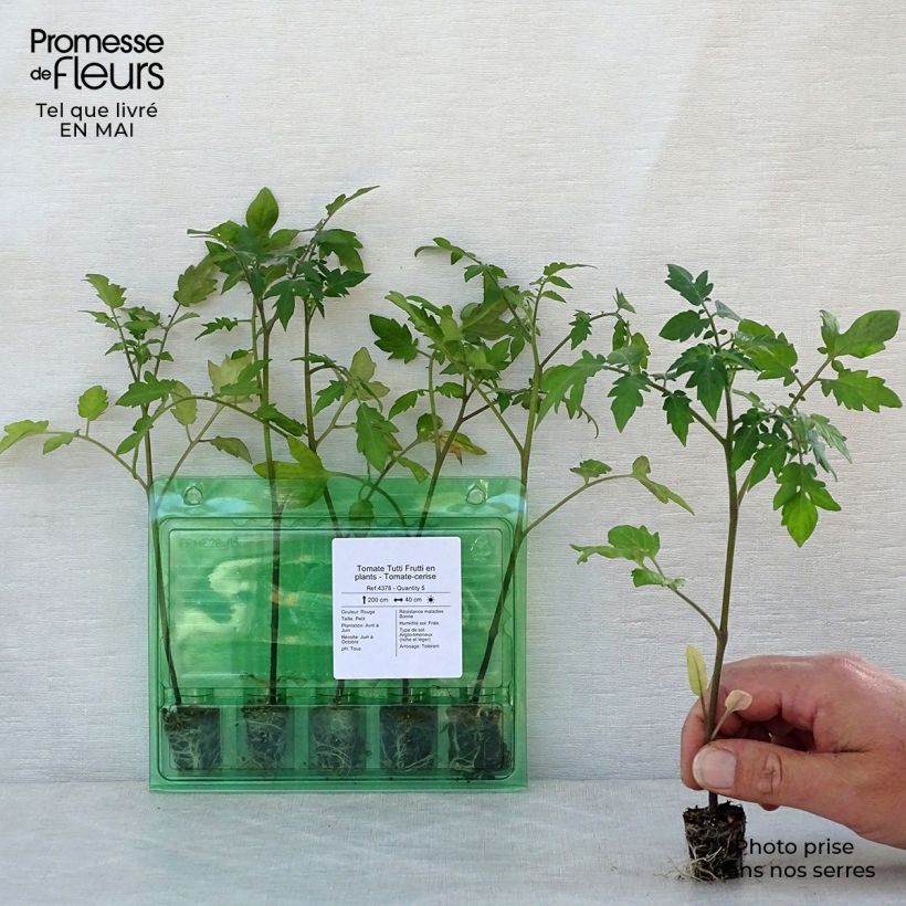 Example of Kirschtomate Tutti Frutti Mini-Plug Ø 3/4 cm as you get in printemps