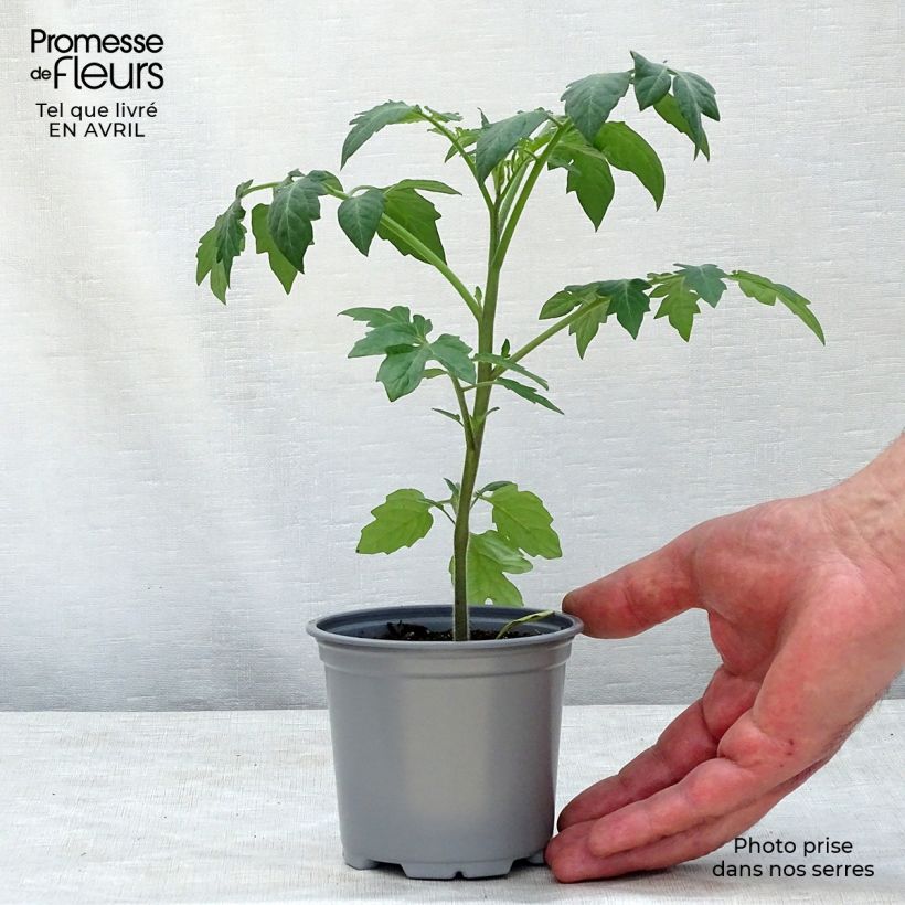 Example of Kirschtomate Tutti Frutti Kleine Töpfe von 8/9 cm as you get in printemps