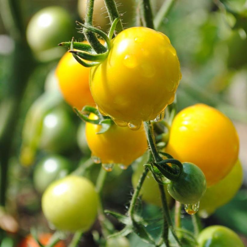 Kirschtomate Cherry Yellow (Ernte)