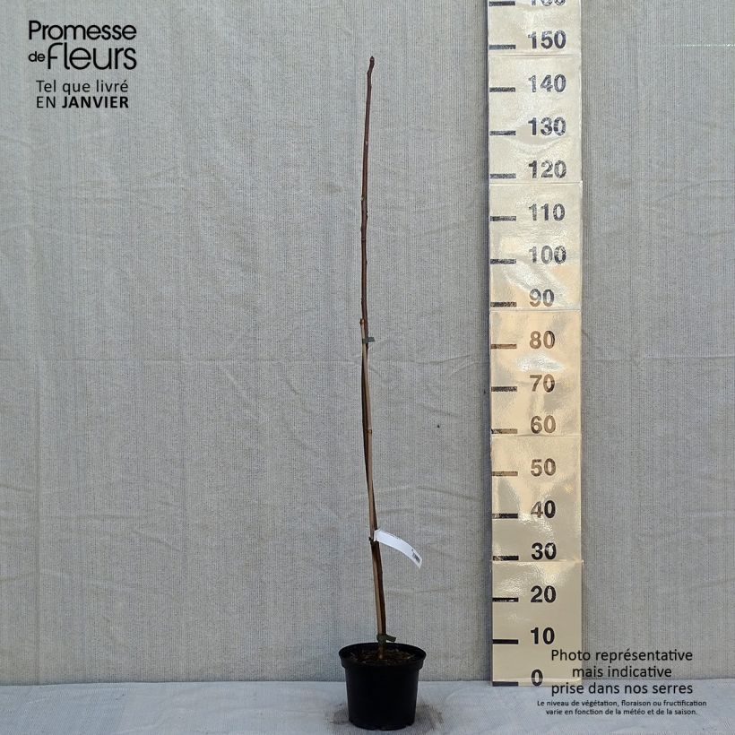 Example of Toona sinensis - Chinesischer Surenbaum Topf mit 3L/4L as you get in hiver