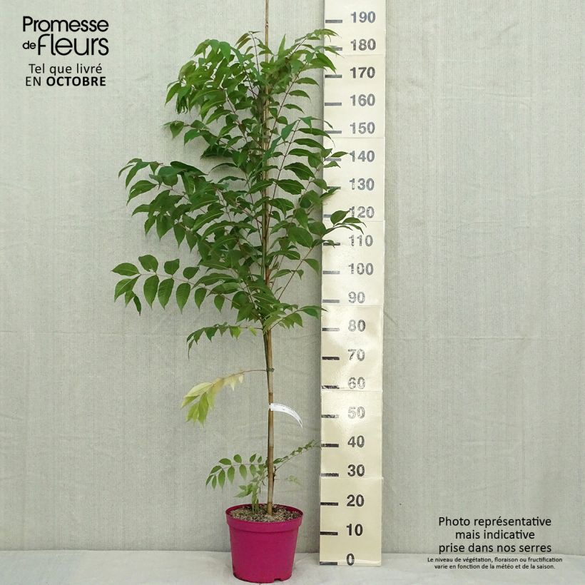 Example of Toona sinensis Flamingo - Chinesischer Surenbaum Topf mit 4L/5L as you get in automne