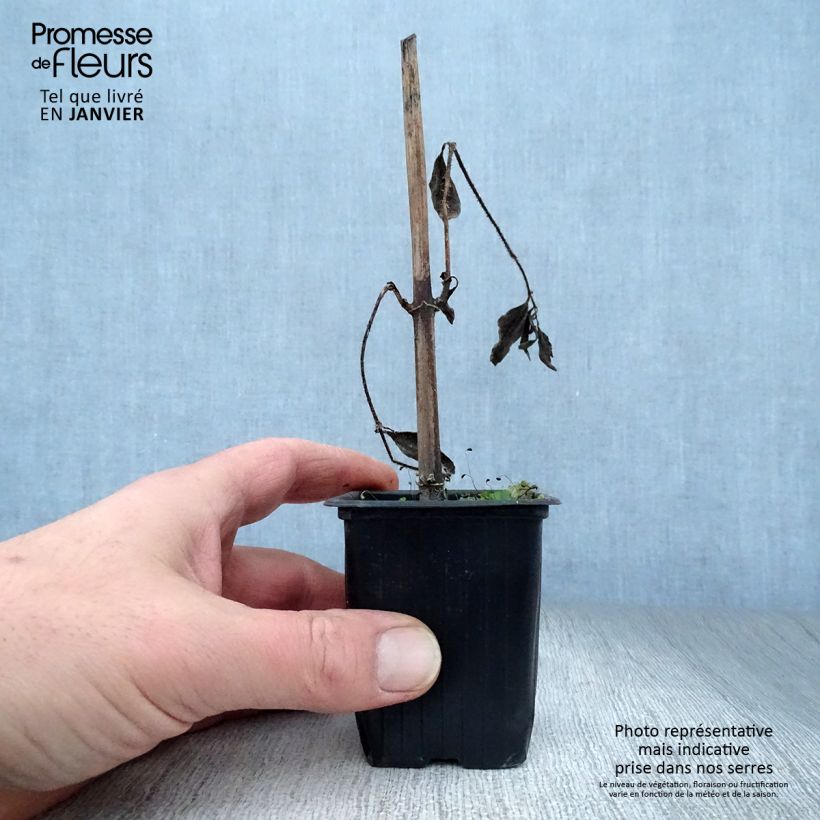 Exemplar von Topinambur Fuseau Culinaire - Helianthus tuberosus Kleine Töpfe von 7/8 cm wie im Winter geliefert