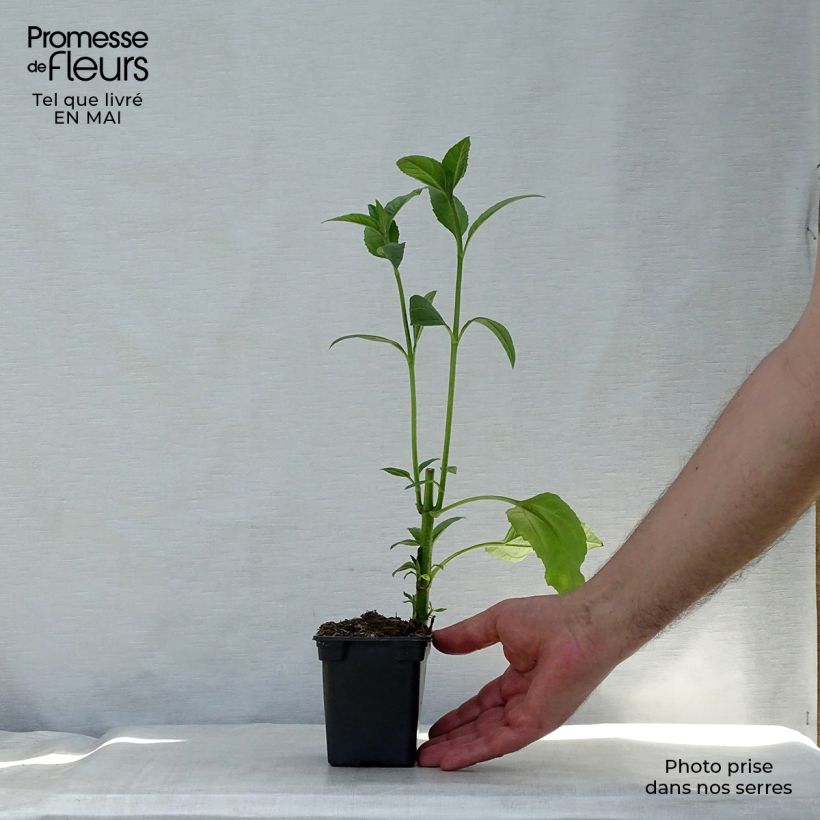 Exemplar von Topinambur Fuseau Culinaire - Helianthus tuberosus Kleine Töpfe von 7/8 cm wie im Frühjahr geliefert