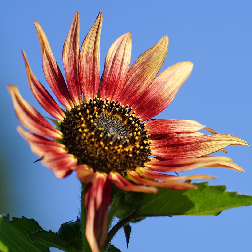 Sonnenblume Ms. Mars (Samen) - Helianthus (Flowering)