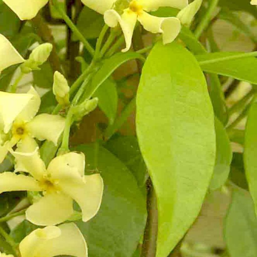 Sternjasmin Star of Toscane - Trachelospermum (Foliage)