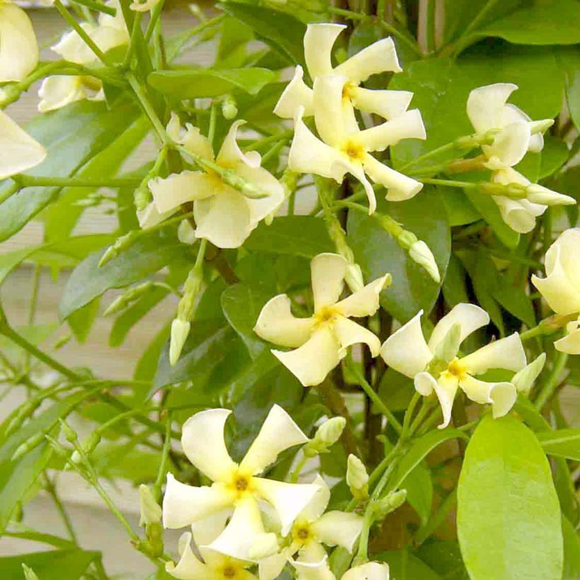Sternjasmin Star of Toscane - Trachelospermum (Flowering)