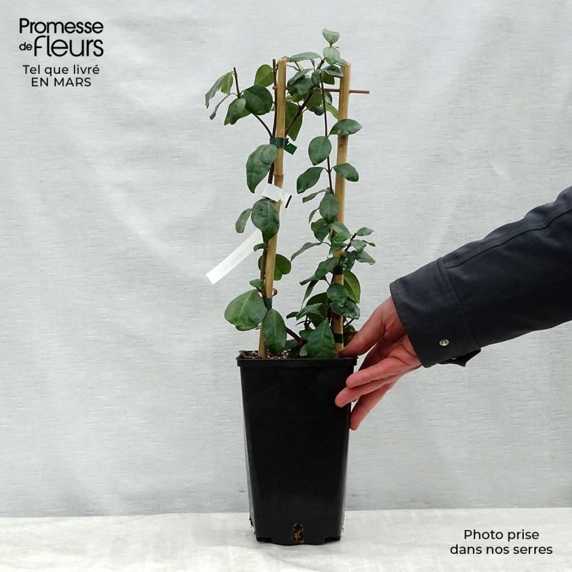 Exemplar von Sternjasmin Star of Toscane - Trachelospermum Topf mit 2L/3L wie im Frühjahr geliefert