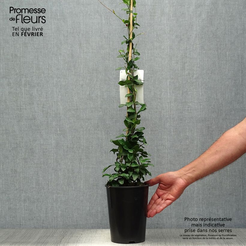 Example of Sternjasmin Star of Toscane - Trachelospermum Topf mit 2L/3L as you get in automne