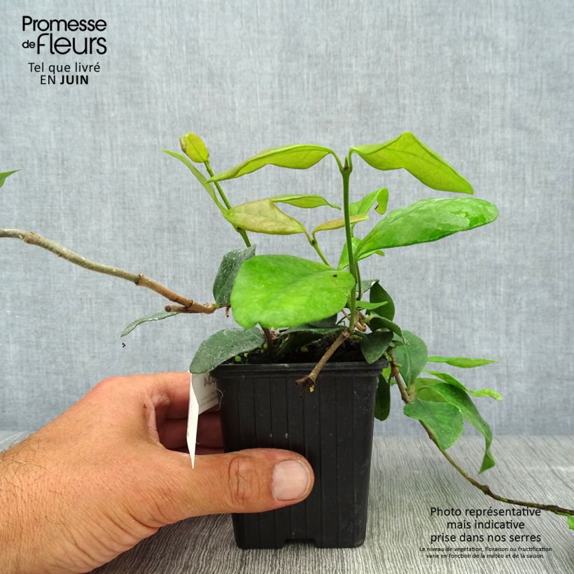 Exemplar von Gelber Sternjasmin Chili & Vanilla Livano - Trachelospermum Kleine Töpfe von 8/9 cm wie im Sommer geliefert