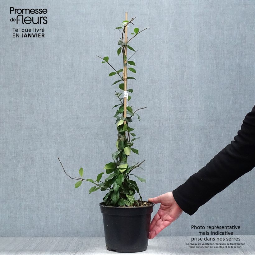 Exemplar von Gelber Sternjasmin Chili & Vanilla Livano - Trachelospermum Topf mit 3L/4L wie im Winter geliefert