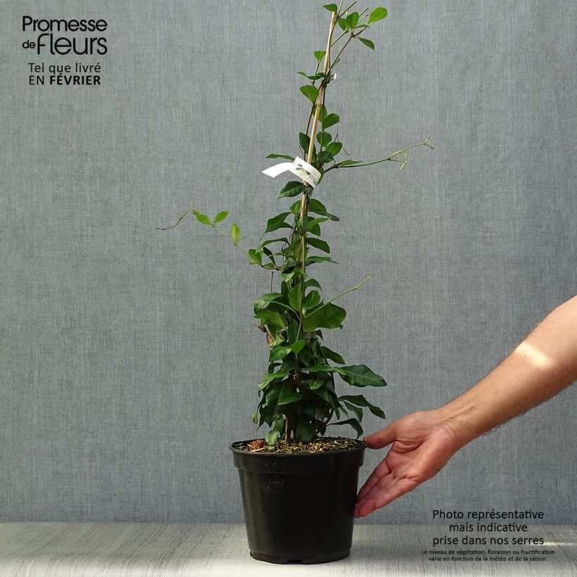 Example of Gelber Sternjasmin Chili & Vanilla Livano - Trachelospermum Topf mit 3L/4L as you get in automne
