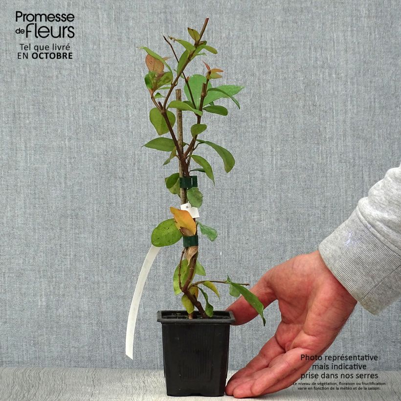 Example of Gelber Sternjasmin - Trachelospermum asiaticum Kleine Töpfe von 8/9 cm as you get in automne