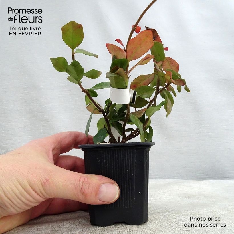 Exemplar von Gelber Sternjasmin - Trachelospermum asiaticum Kleine Töpfe von 8/9 cm wie im Winter geliefert