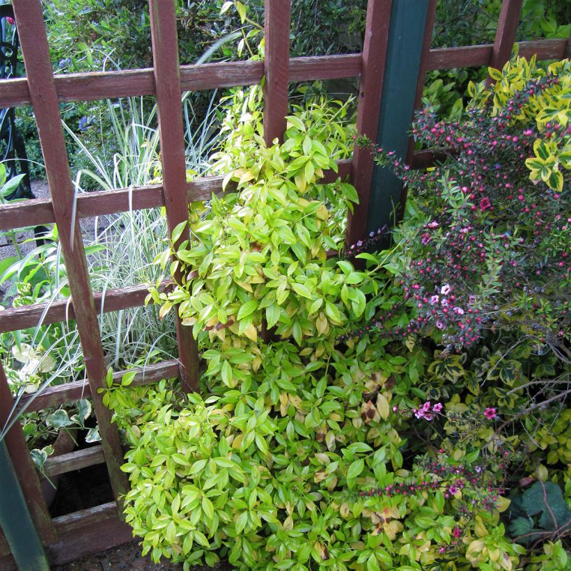 Sternjasmin Golden Memories - Trachelospermum (Plant habit)