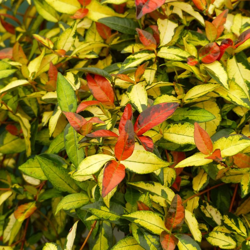 Gelber Sternjasmin Ogon-Nishiki - Trachelospermum (Foliage)