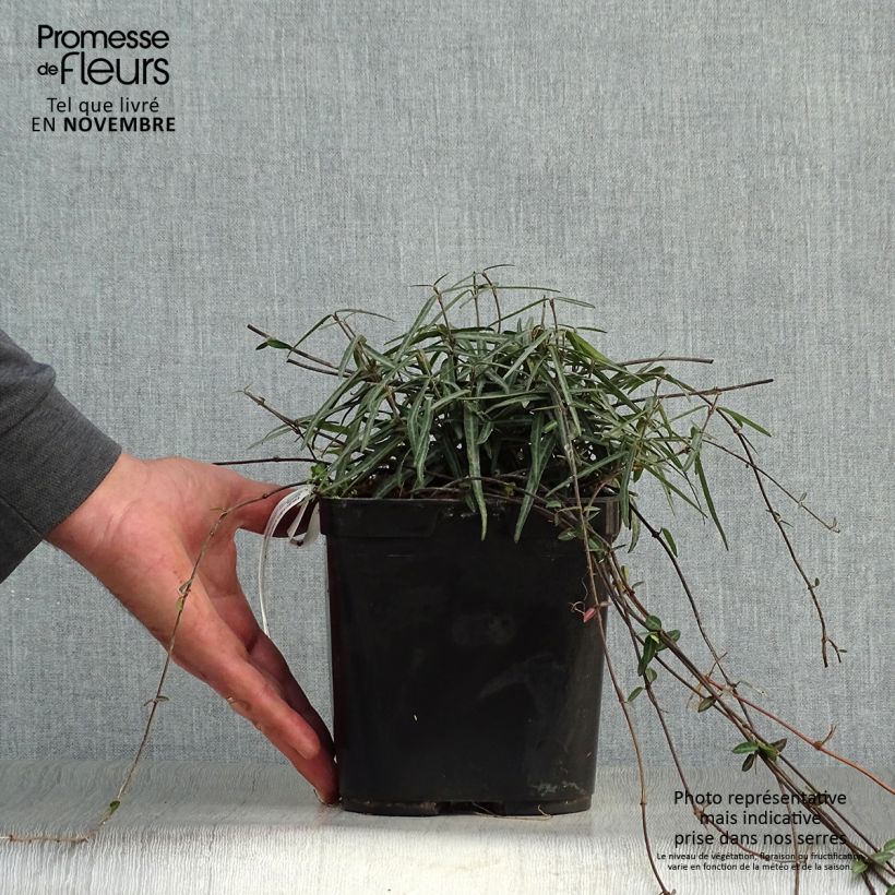 Example of Gelber Sternjasmin Theta - Trachelospermum Topf mit 3L/4L as you get in automne