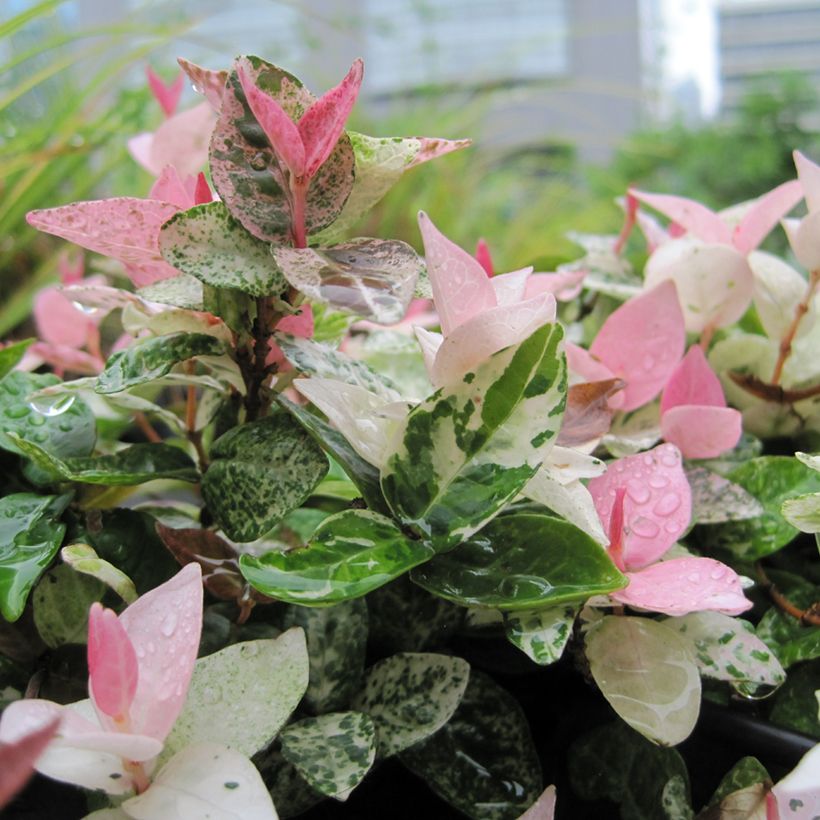 Gelber Sternjasmin Tricolor - Trachelospermum (Foliage)