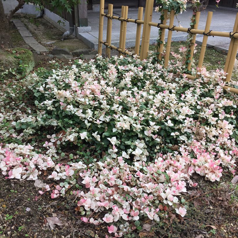 Gelber Sternjasmin Tricolor - Trachelospermum (Plant habit)
