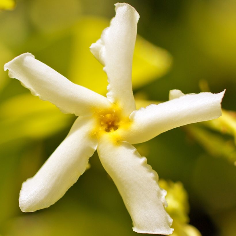 Gelber Sternjasmin Chili & Vanilla Livano - Trachelospermum (Flowering)