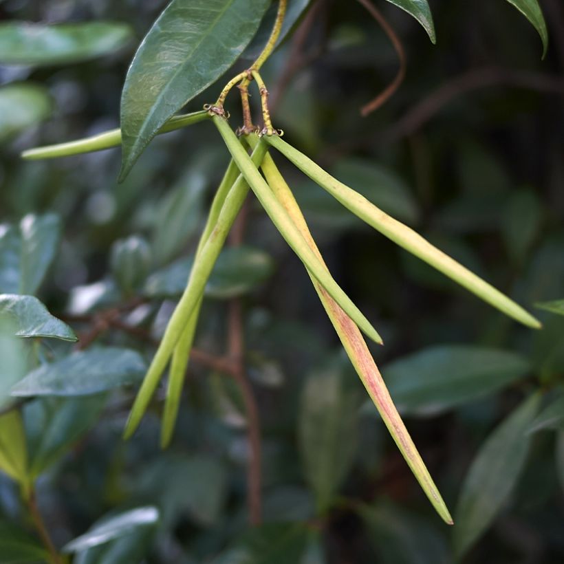 Gelber Sternjasmin Chili & Vanilla Livano - Trachelospermum (Harvest)
